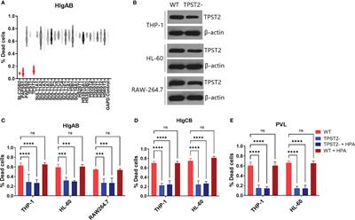 TPST2-mediated receptor tyrosine sulfation enhances leukocidin cytotoxicity and S. aureus infection